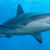 Sụn cá mập – “thần dược” cho xương khớp