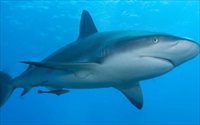 Sụn cá mập – “thần dược” cho xương khớp