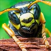 Nọc độc ong bắp cày có thể giết chết tế bào ung thư mà không làm hại tế bào khác
