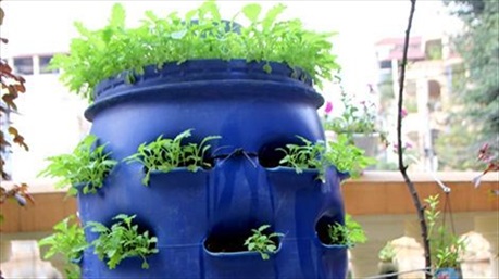 Phương pháp trồng rau cực hay ngay tại không gian nhỏ bé trong nhà bạn