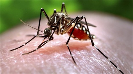 Phát hiện trường hợp nhiễm Zika đầu tiên tại Lào, Philippines