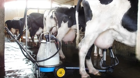 6 lý do khiến bạn muốn chuyển ngay từ sữa bò sang uống sữa hạt