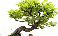 Hút sạch bức xạ, hóa chất độc hại bằng 5 loại cây dễ trồng