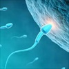 Nghiên cứu mới: Covid-19 gây tổn thương tinh trùng, dẫn đến vô sinh ở nam giới
