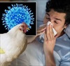 Báo động nguy cơ cúm gia cầm H5N1 lây sang người, làm sao để không mắc bệnh?