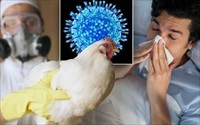 Báo động nguy cơ cúm gia cầm H5N1 lây sang người, làm sao để không mắc bệnh?